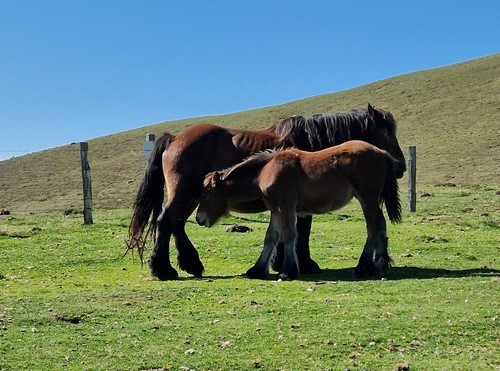 caballar pastando en Menditxuri